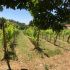Weinreben Quinta do Sobral in Figueir dos Vinhos